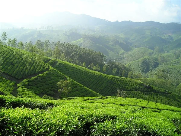 観葉植物の光の測り方、7割の人が勘違いしてる？失敗しない光メーターの選び方