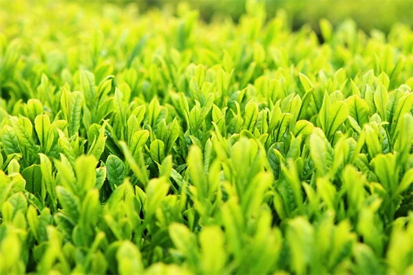 株分けで庭を4倍に！無料で植物を増やす簡単テクニック