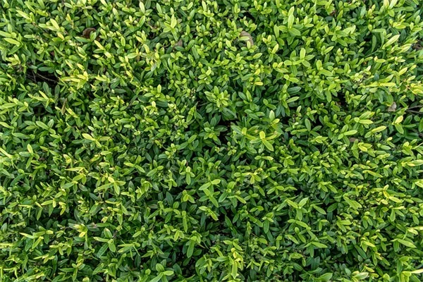 庭の植栽で光熱費が20%も下がる？気候別・省エネランドスケープ完全ガイド