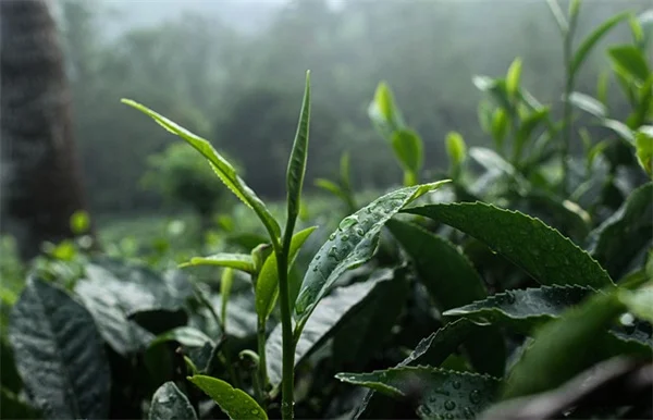 秋のプライバシー植物おすすめ7選！あなたの庭にぴったりの種類は？