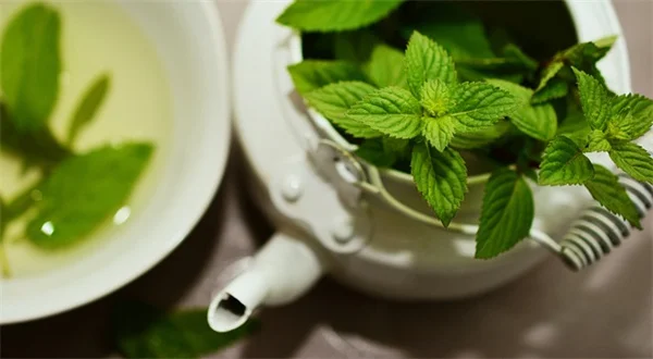 凍原の植物が極寒を生き抜く驚きの適応戦略5選